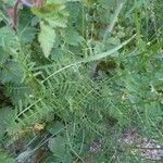 Vicia parviflora Leaf