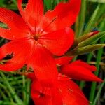 Hesperantha coccineaFlor