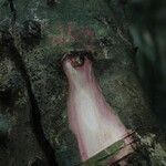Hylodendron gabunense Corteza