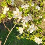 Prunus spinosaFlower