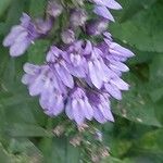 Lobelia siphilitica Flower