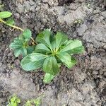 Pachysandra terminalis Leaf