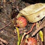 Ficus mauritiana Fruct