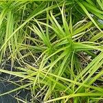 Carex muskingumensis ഇല