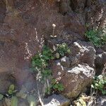 Heuchera rubescens Habit