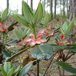 Rhododendron coelicum Yaprak