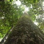 Irvingia excelsa چھال
