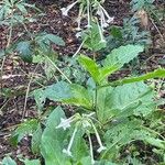 Nicotiana sylvestris Elinympäristö