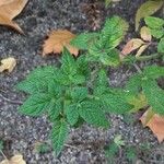 Cedronella canariensis Leaf