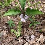 Trillium catesbaei Levél