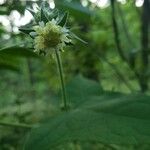 Polymnia canadensis Flower