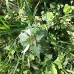 Lamium bifidum Leaf