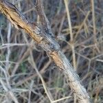 Sarcopoterium spinosum Ekosanga