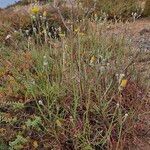 Tolpis succulenta Blatt