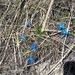 Gentiana sierrae Flower