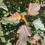 Physocarpus opulifolius 葉