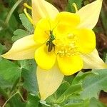 Aquilegia chrysantha Blüte