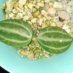 Dischidia ovata Leaf