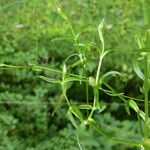 Stellaria graminea Blatt