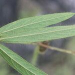 Eriosema crinitum Leaf