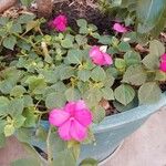 Impatiens wallerianaVirág