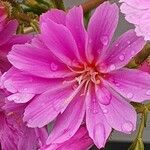 Lewisia longipetala ᱵᱟᱦᱟ