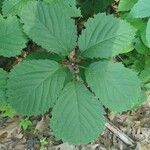 Panax quinquefolius Blatt