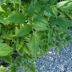 Actaea racemosa Blatt