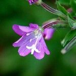 Epilobium hirsutum Floro