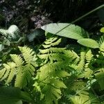 Gymnocarpium dryopteris ഇല