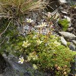 Saxifraga aspera Habit