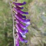 Vicia cracca Flower