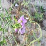 Cakile maritima 花