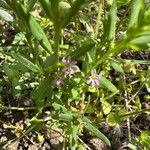 Lythrum hyssopifolia Floro