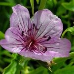 Geranium viscosissimum Kukka