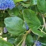 Ceanothus arboreus Ліст