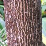 Anthocleista schweinfurthii बार्क (छाल)