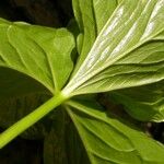 Trillium flexipes Liść