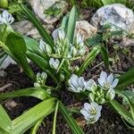 Ornithogalum balansae Habit