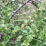 Scutia buxifolia Φύλλο