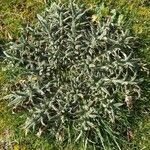 Cirsium ferox Leaf