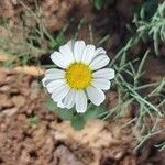 Leucanthemum ircutianumÕis