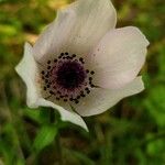 Anemone coronaria Flor