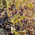 Carpobrotus edulis Folha