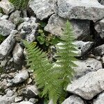 Dryopteris villarii Fulla