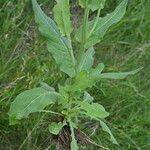 Crepis pulchra Feuille