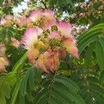 Albizia julibrissin Floare