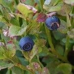 Vaccinium myrtillusFruit