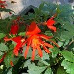 Begonia boliviensis Цветок