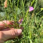 Agalinis purpurea Escorça